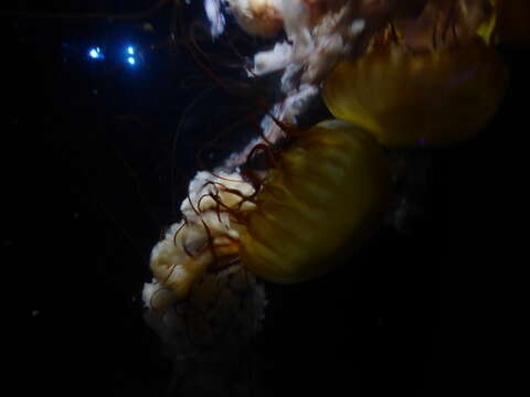 Image of Sea nettle