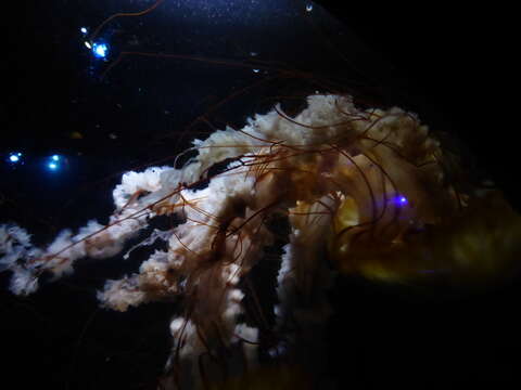 Image of Sea nettle