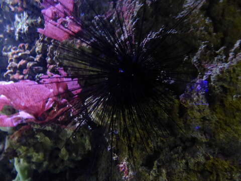 Image of Long-spined sea urchin