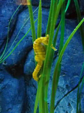 Image of Tiger Tail Seahorse