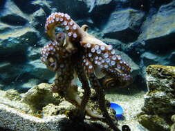 Image of Common octopus