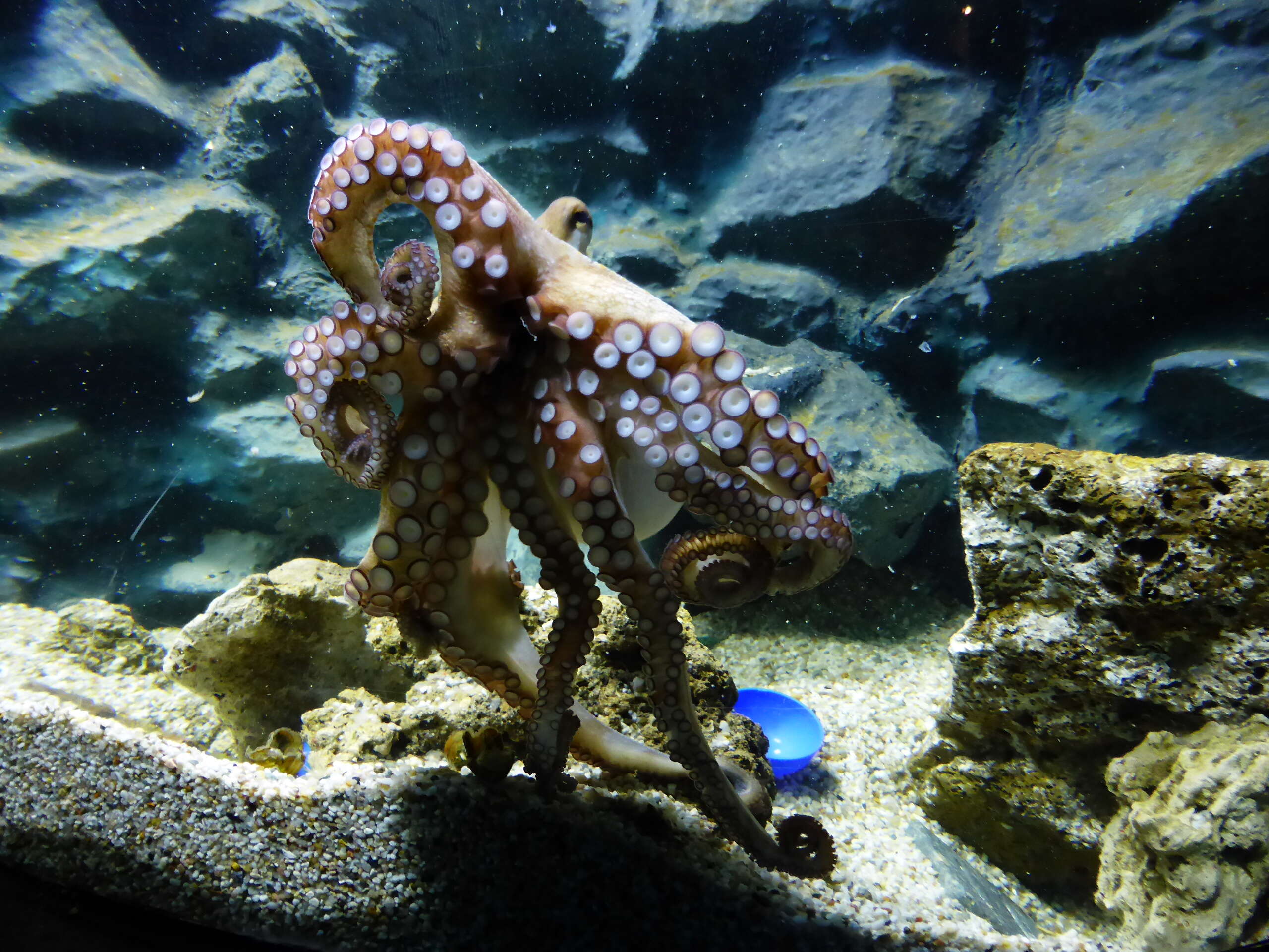 Image of Common octopus