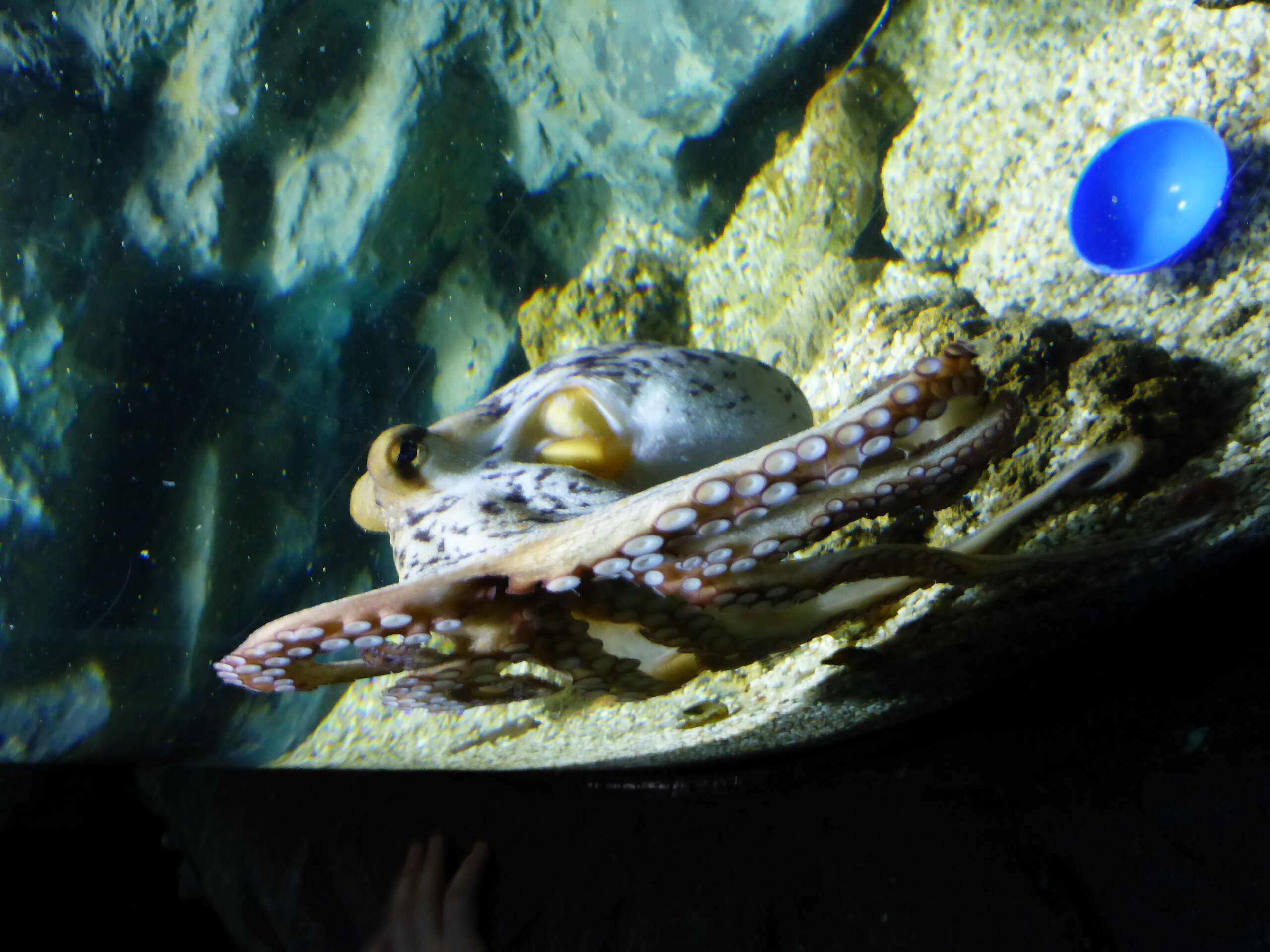 Image of Common octopus