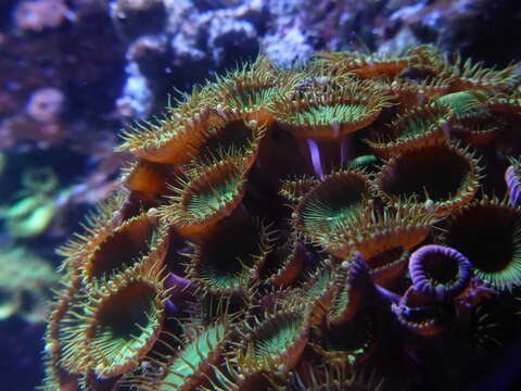 Image of Yellow encrusting anemone