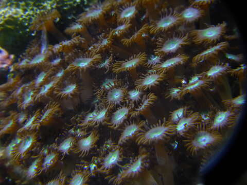 Image of yellow cluster anemone