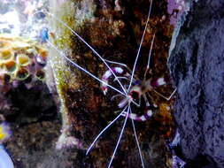 Image of Banded Coral Shrimp