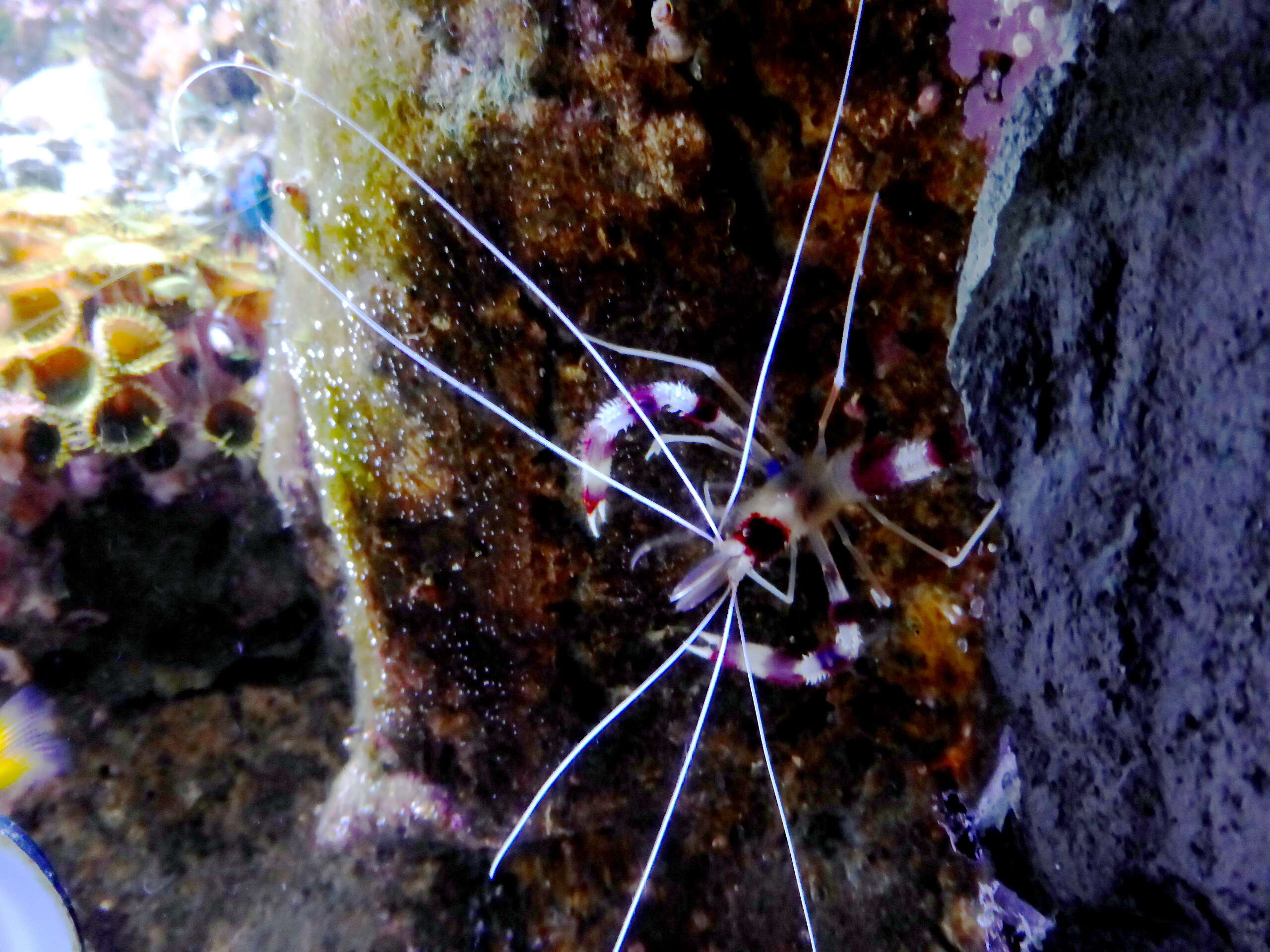 Image of Banded Coral Shrimp