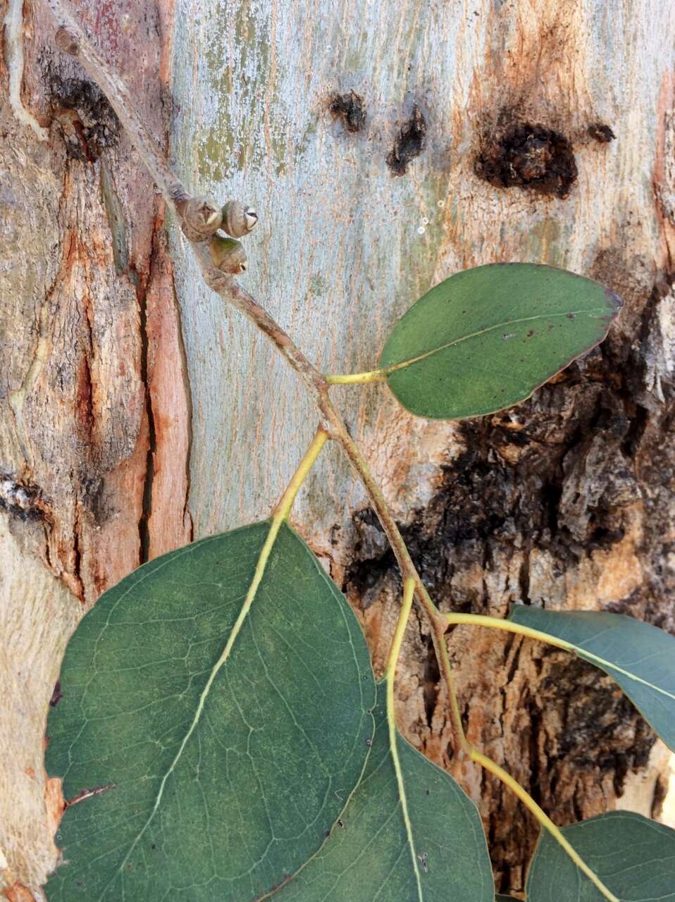 Image of cabbage gum