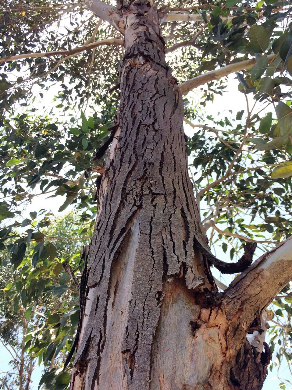 Image of cabbage gum