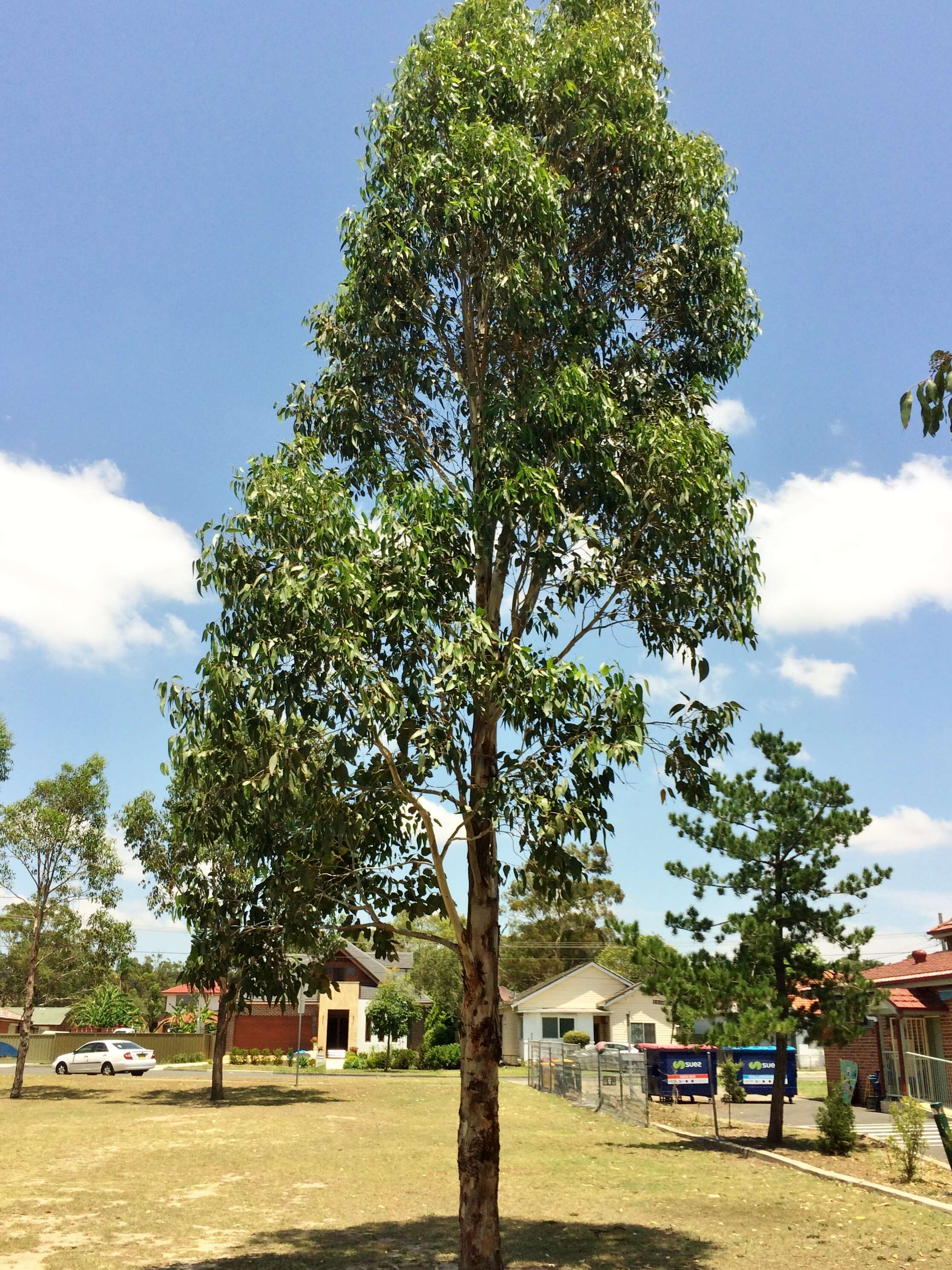 Image of cabbage gum