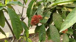 Image of ixora