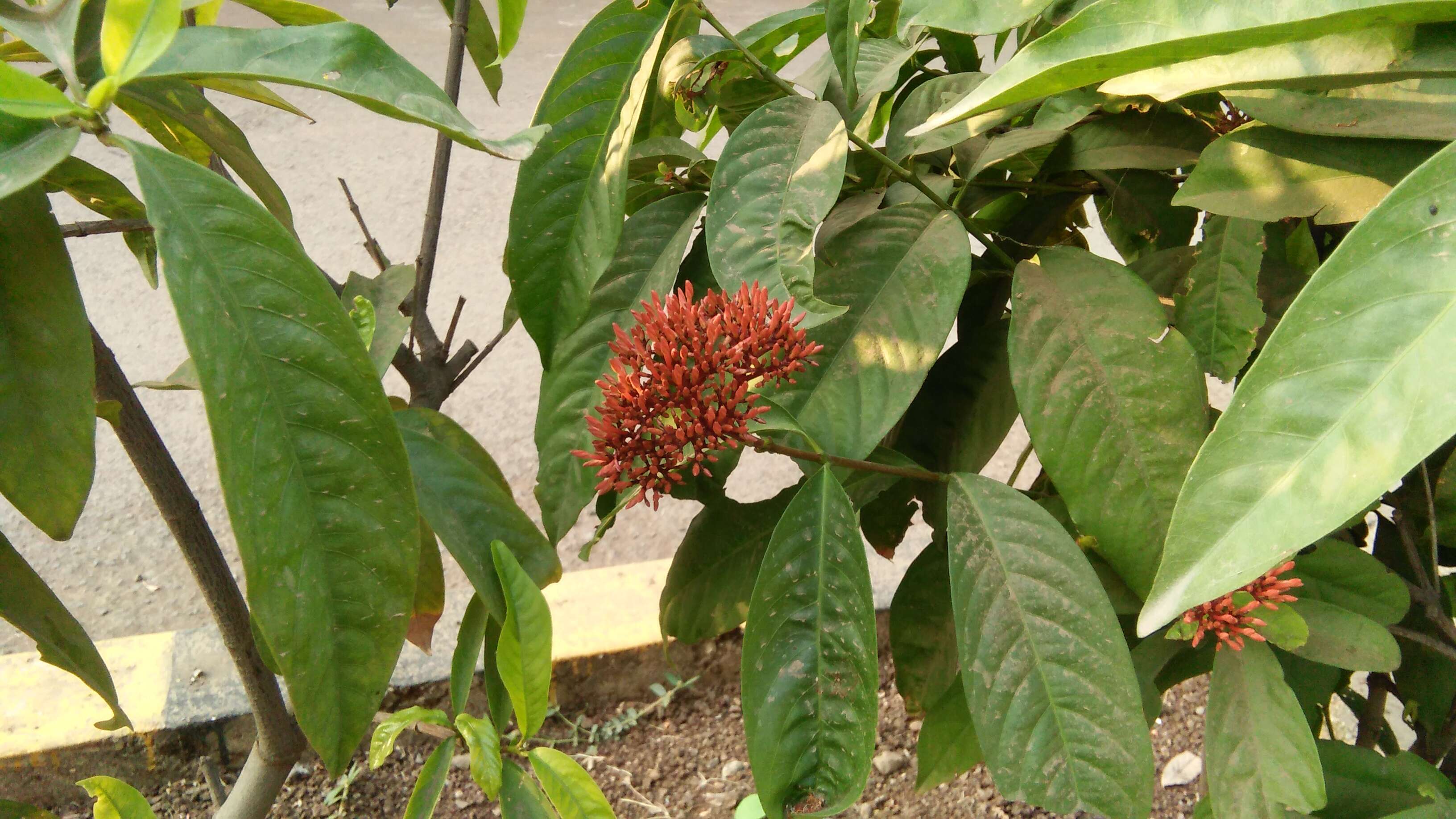 Image of ixora