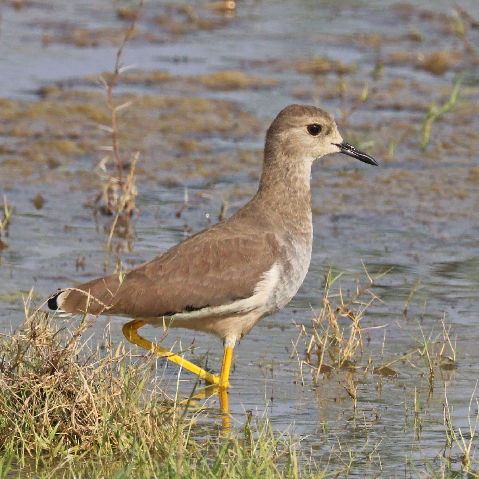 Image of White-tailed Lapwing