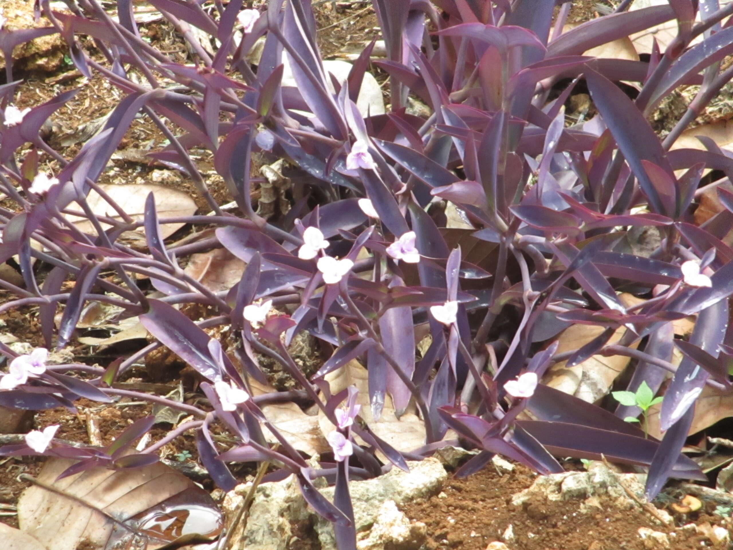 Image of purple heart