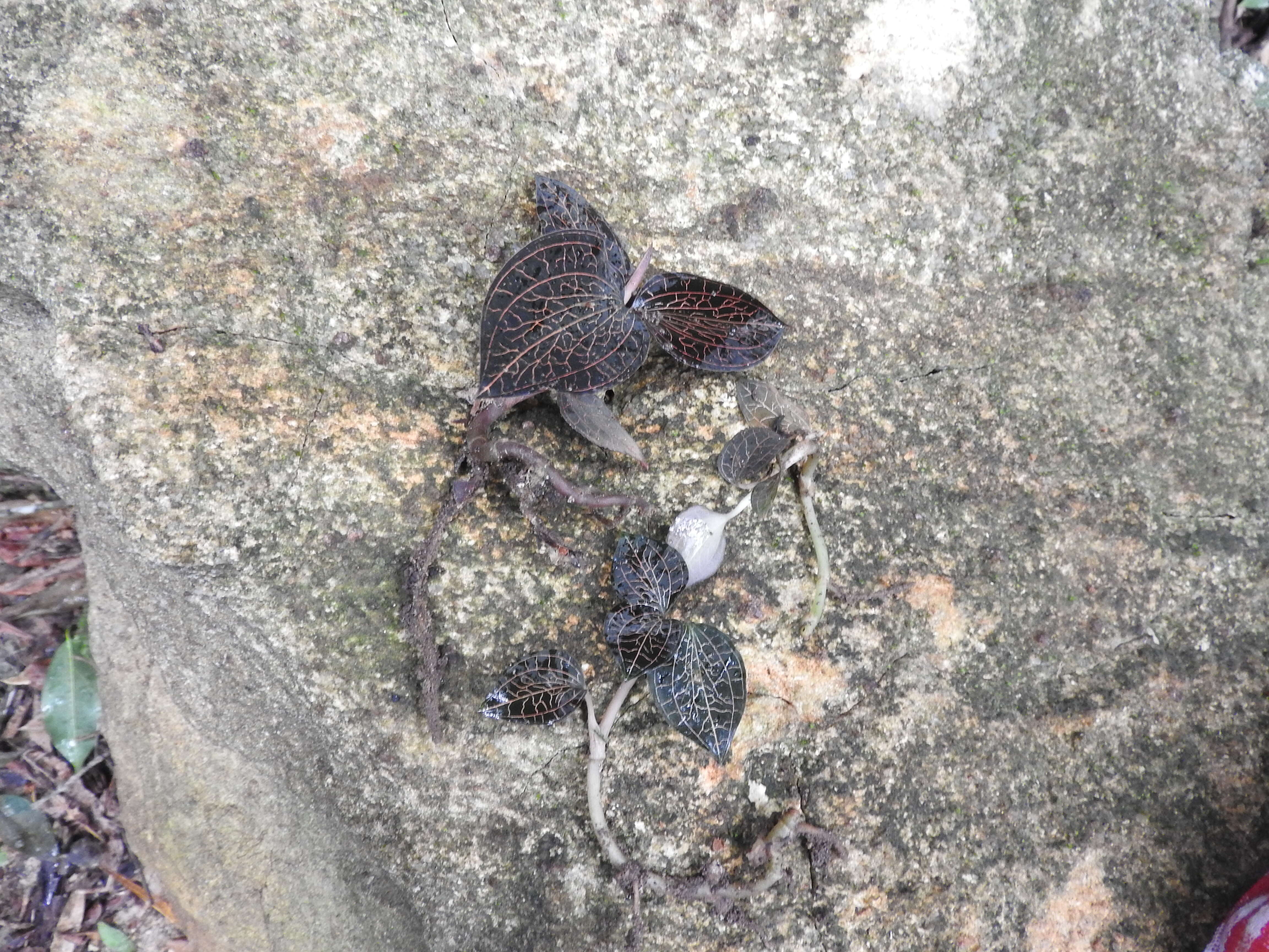 Image de Anoectochilus setaceus Blume