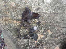 Image of Bristly Anoectochilus