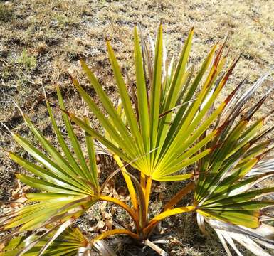 Image of Latania verschaffeltii Lem.