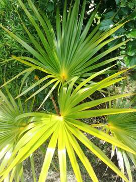 Image of Latania verschaffeltii Lem.