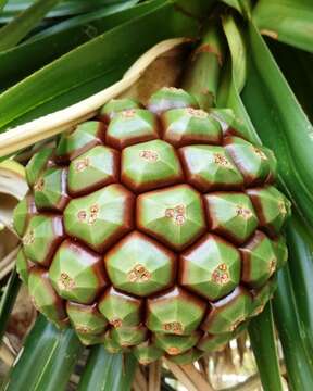 Image of Pandanus heterocarpus Balf. fil.