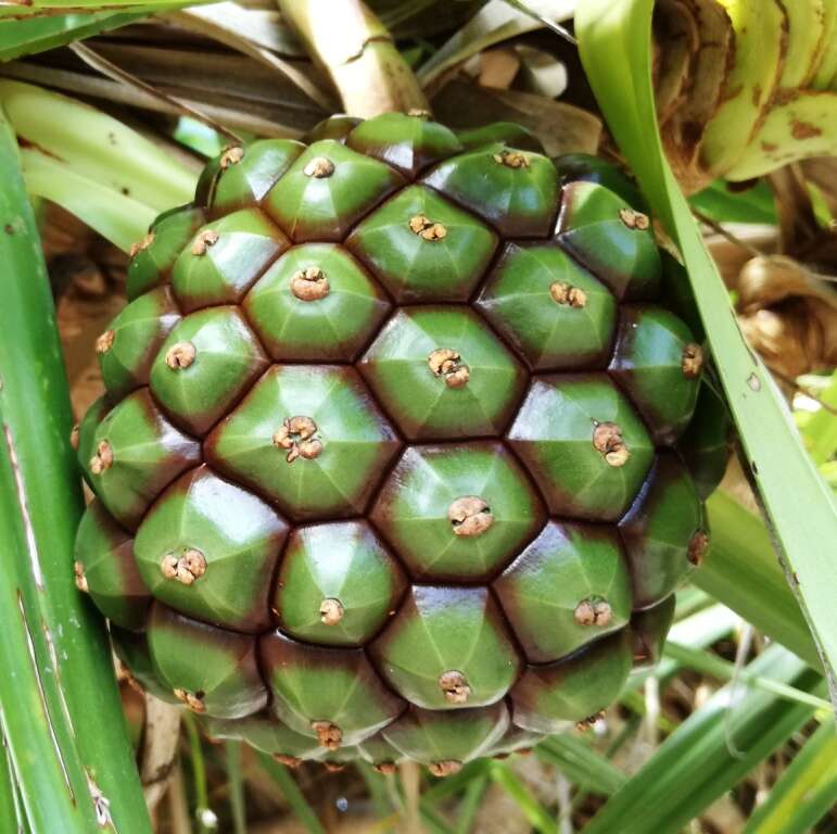 Image of Pandanus heterocarpus Balf. fil.