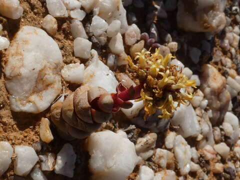 Image of Crassula columnaris Thunb.