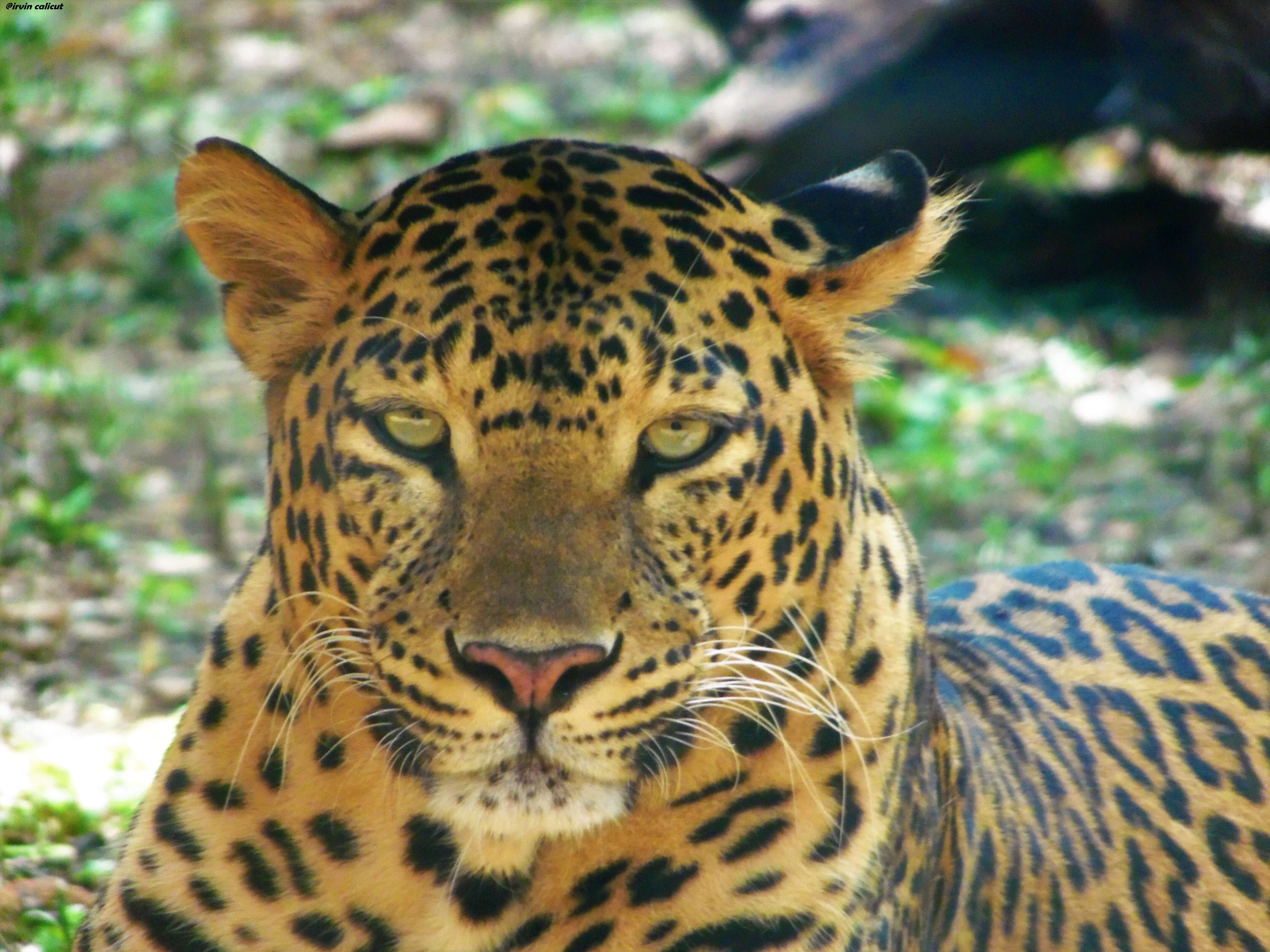 Image of Indian leopard