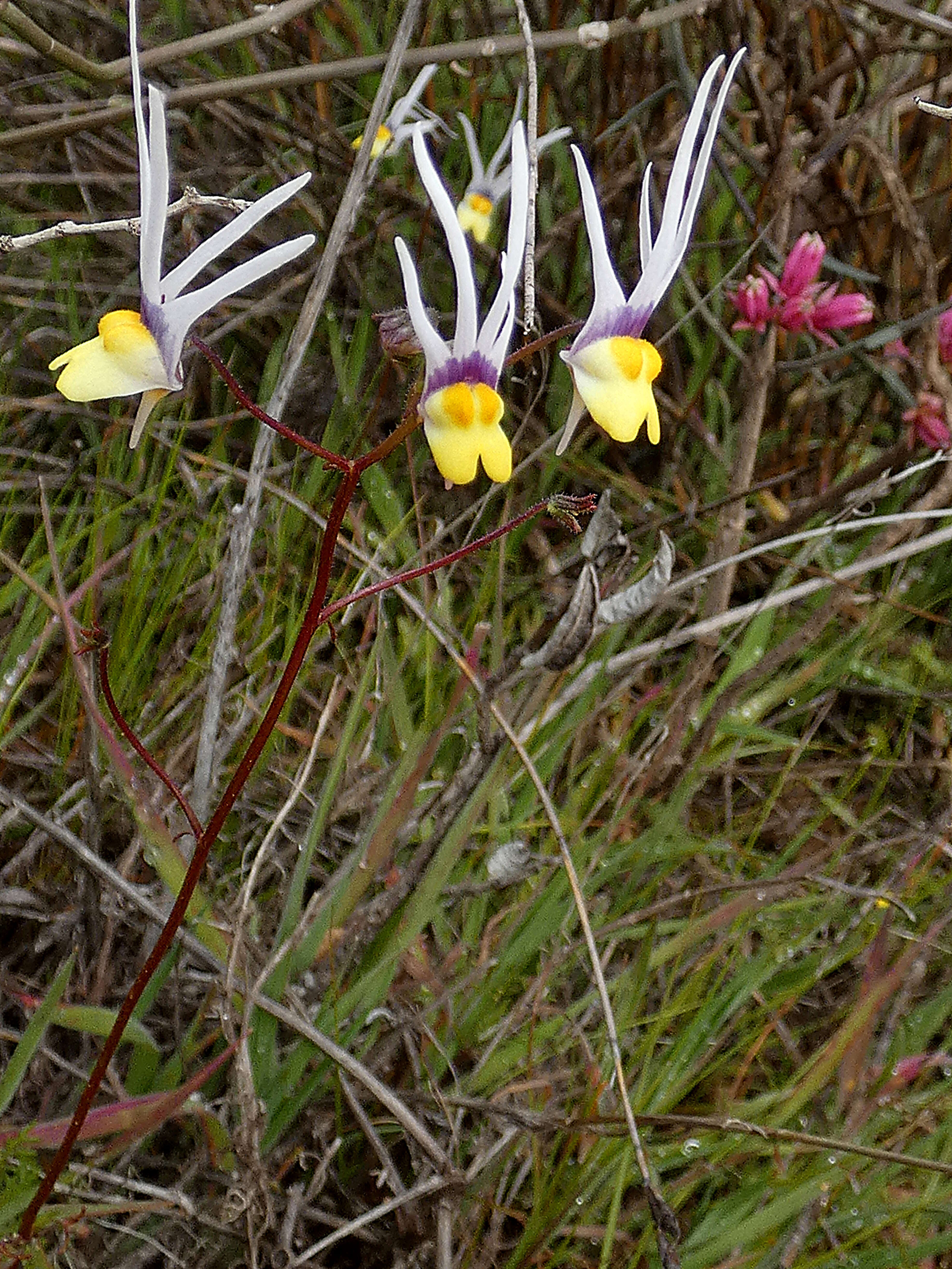 صورة Nemesia cheiranthus E. Mey. ex Benth.