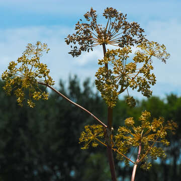 Image of purplestem angelica