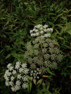 Image of hairy angelica