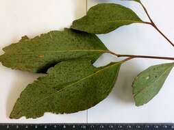 Imagem de Eucalyptus moluccana Roxb.