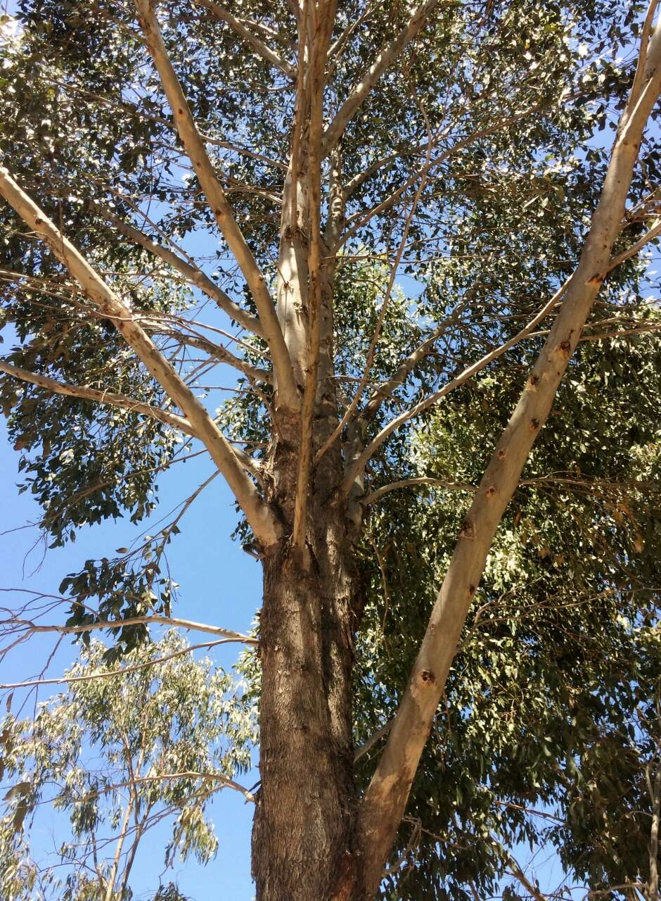 Imagem de Eucalyptus moluccana Roxb.