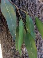 Imagem de Eucalyptus moluccana Roxb.