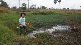 Image of kangkung