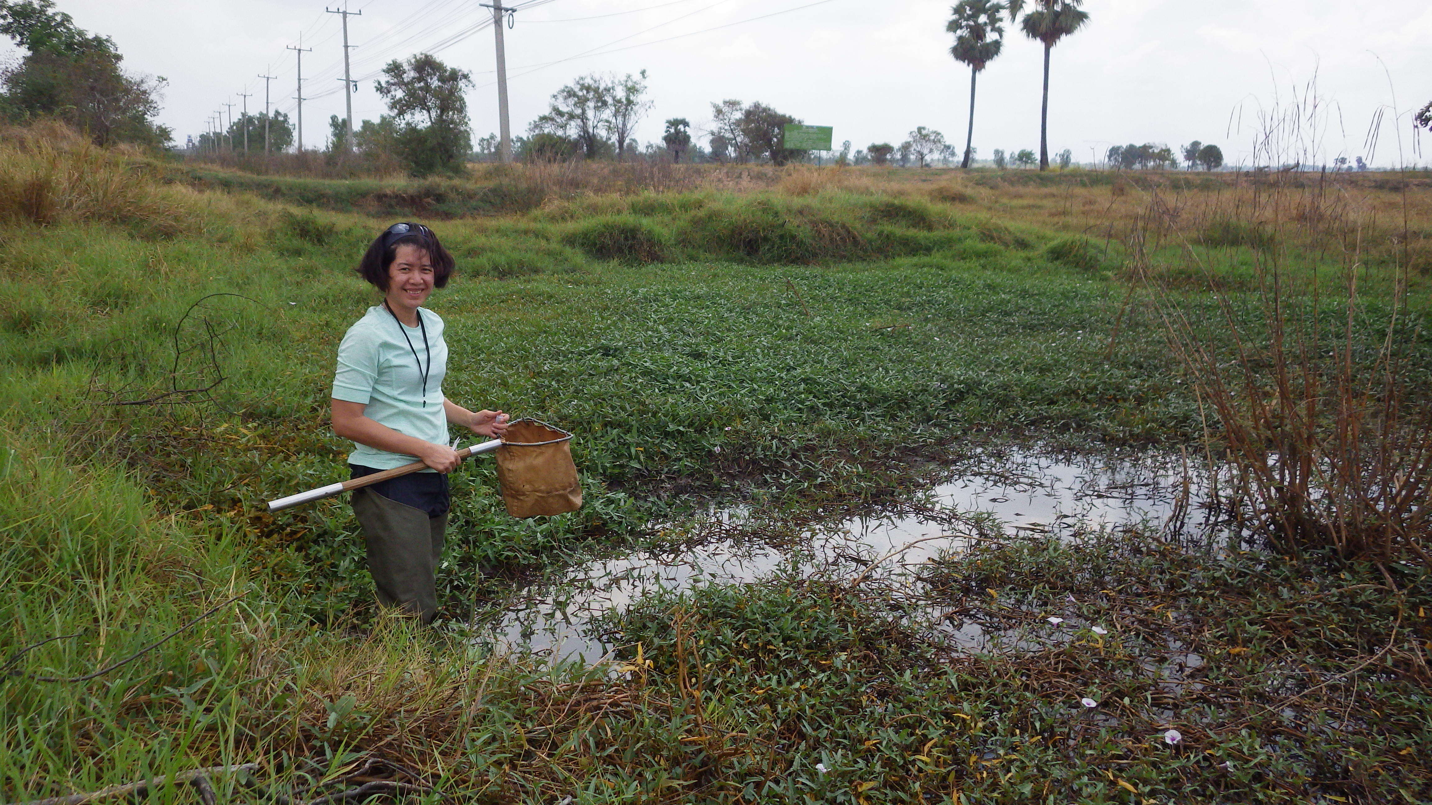 Image of kangkung