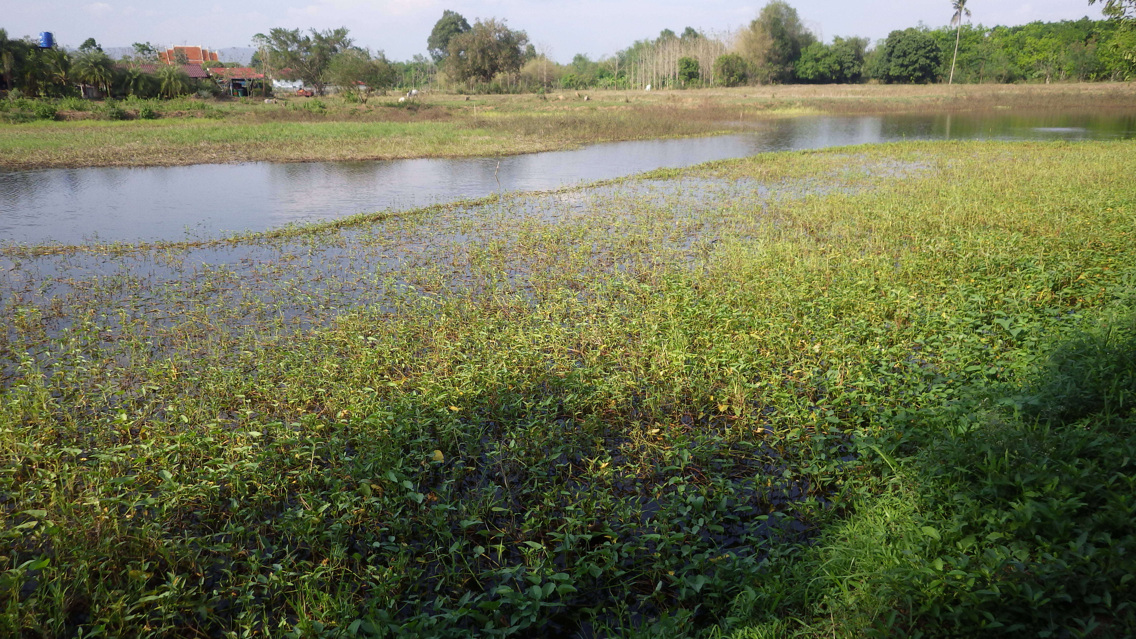 Image of kangkung