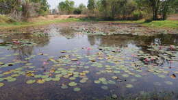 Image of waterlily