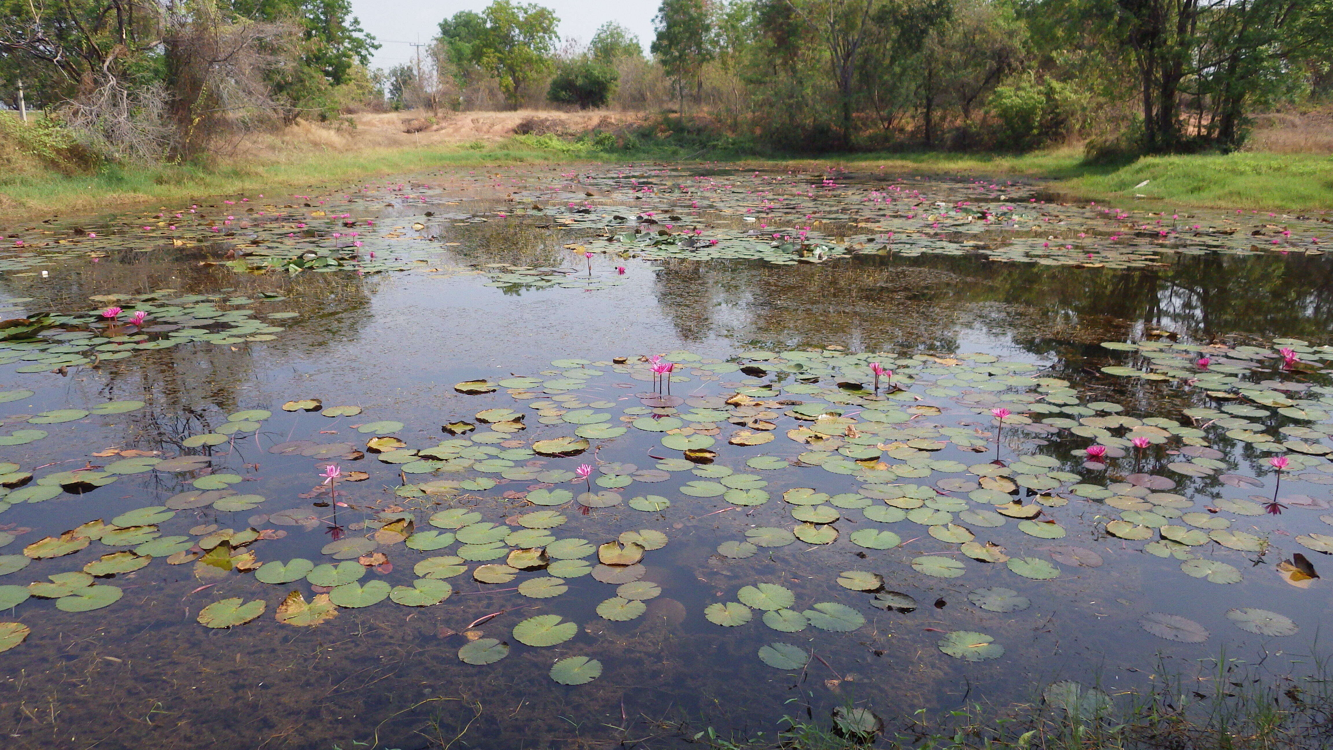 Image of waterlily