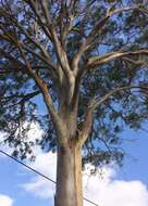 Image of forest redgum