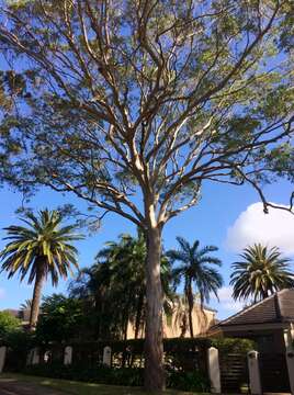 Image of forest redgum