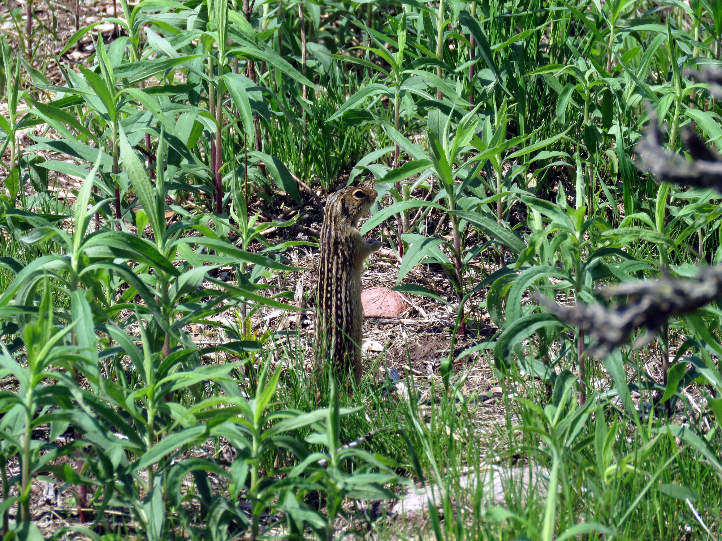 Image of thirteen-lined ground squirrel