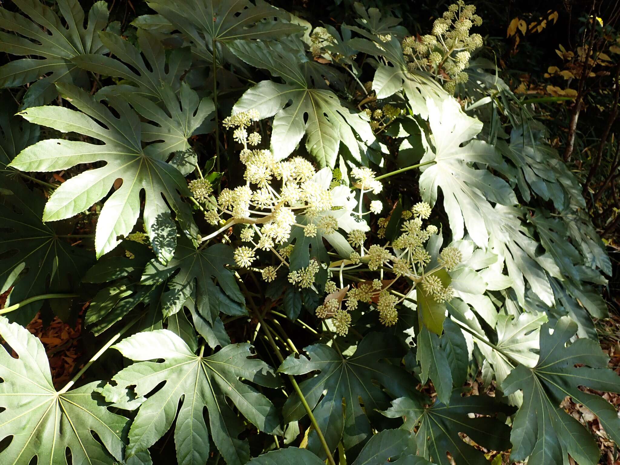 Image of fatsia