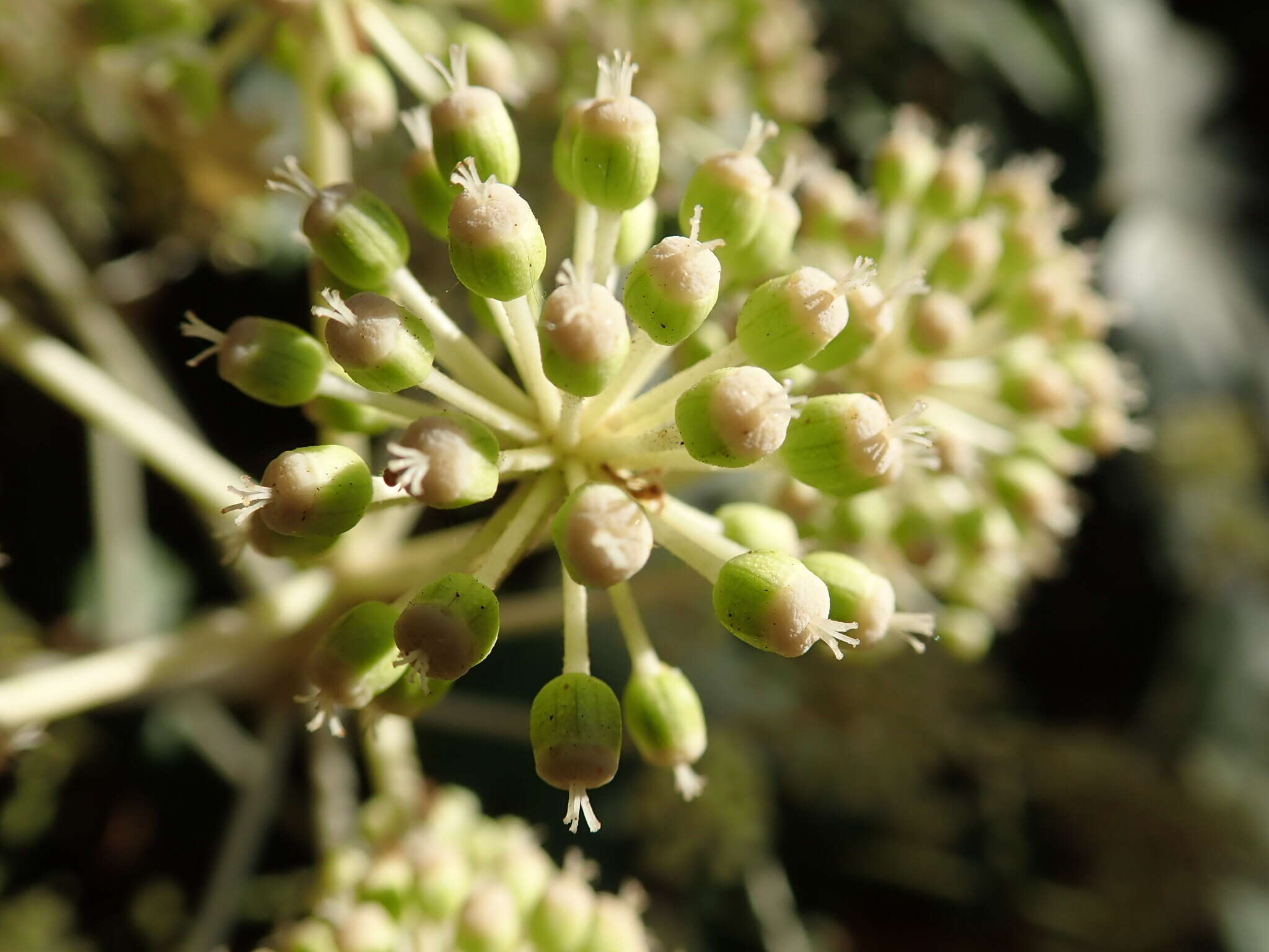 صورة Fatsia