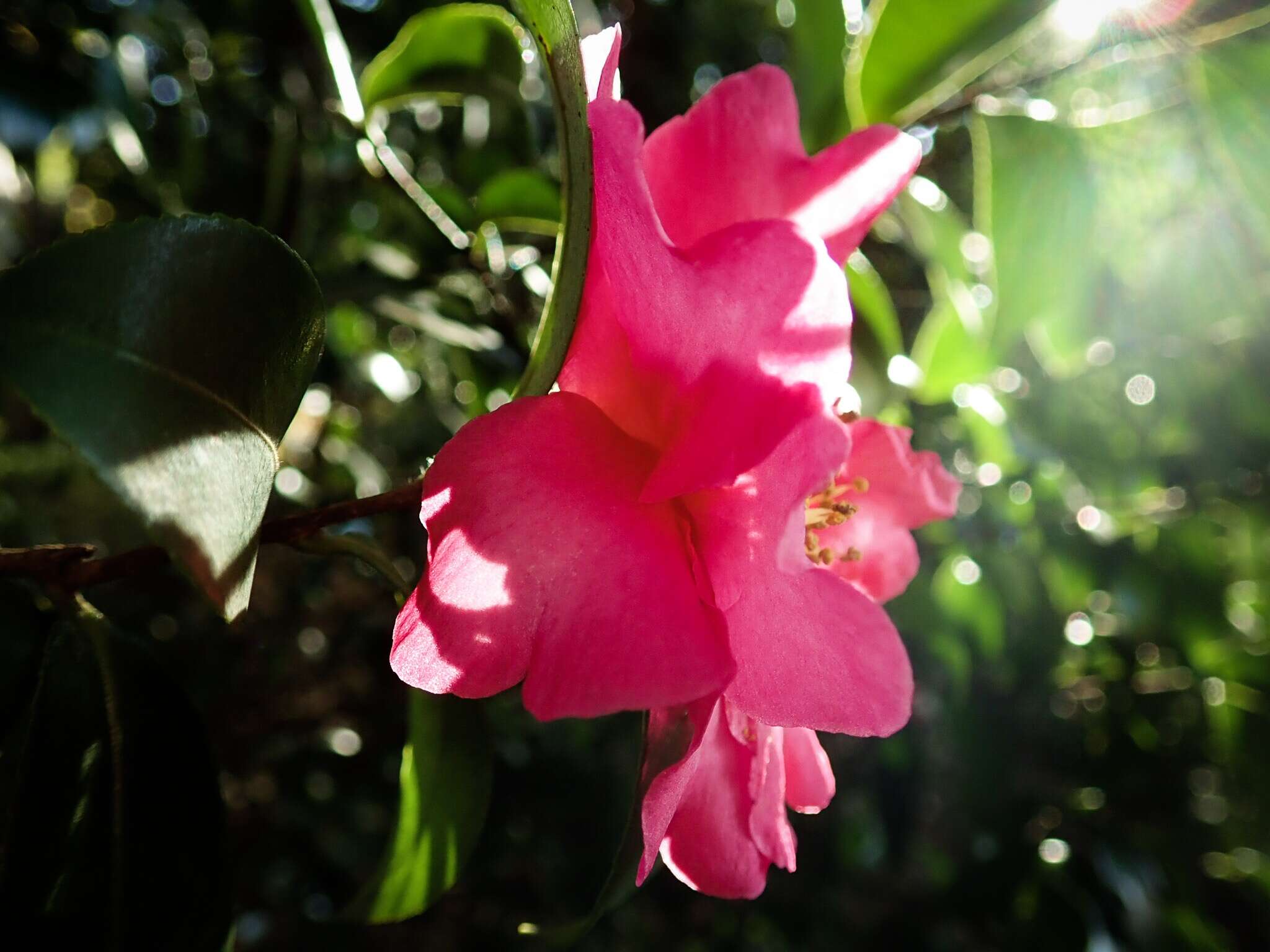 Image of Camellia sasanqua