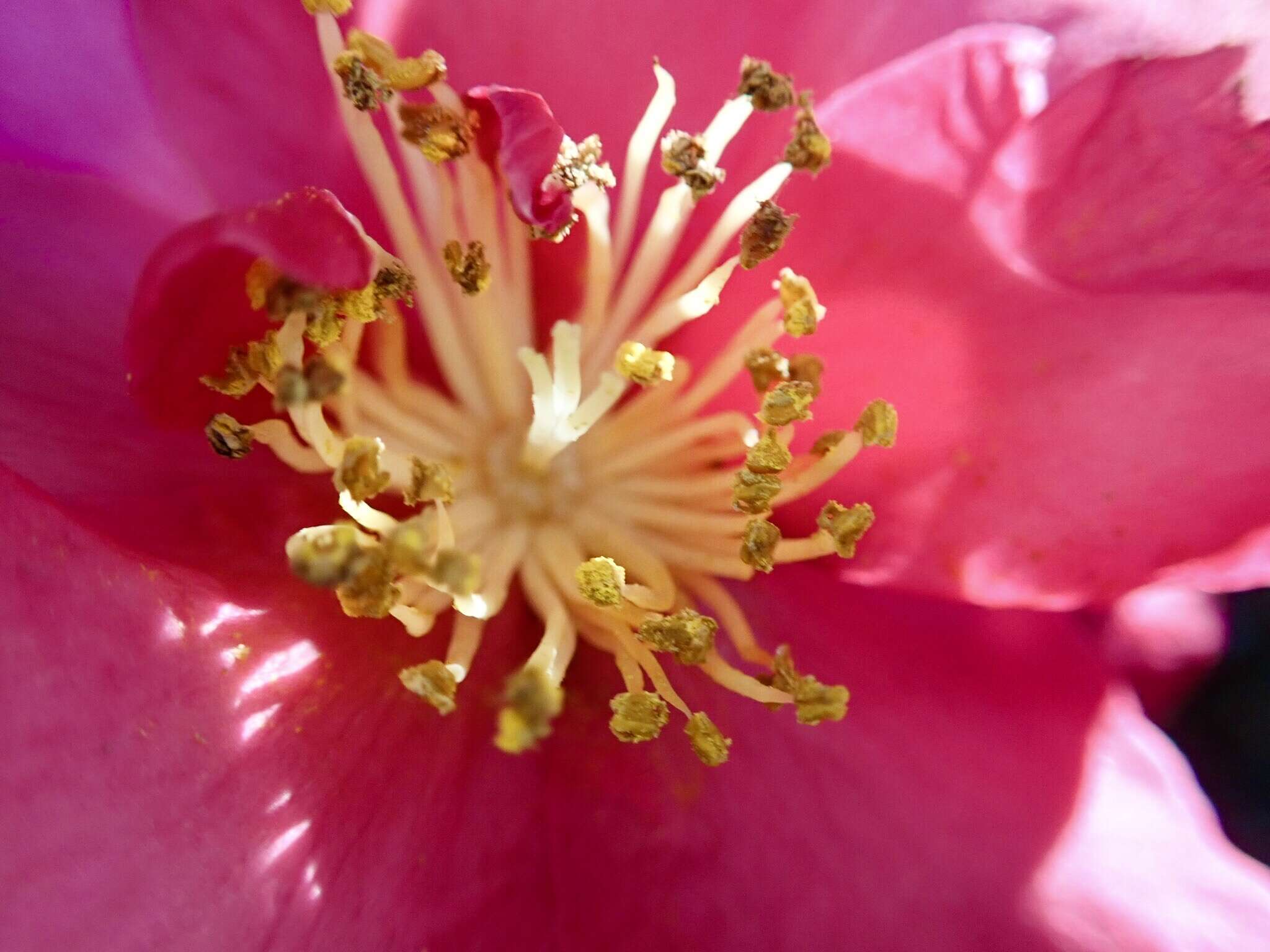 Image of Camellia sasanqua