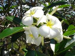 Image of Singapore graveyard flower