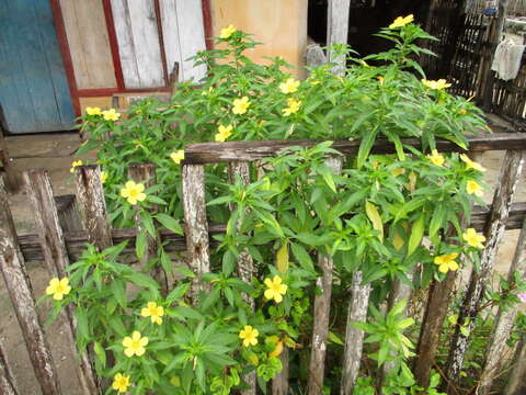 Imagem de Turnera ulmifolia L.