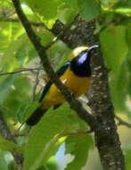 Image of Orange-bellied Leafbird