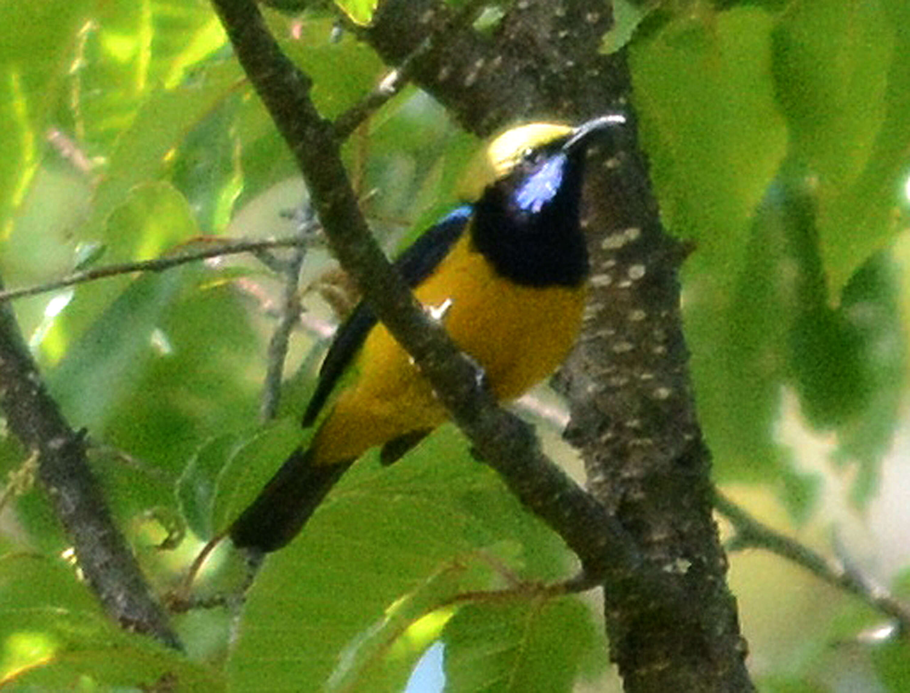 Image of Orange-bellied Leafbird