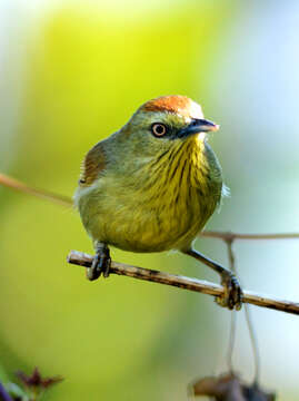 Image of Macronus gularis