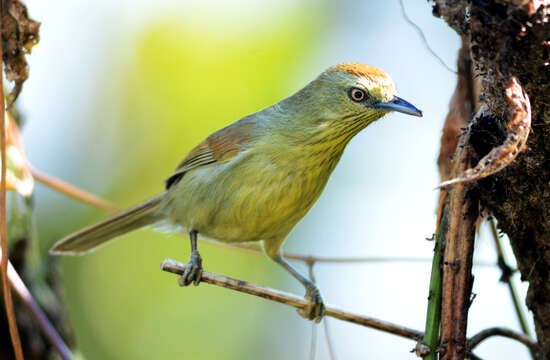 Image of Macronus gularis